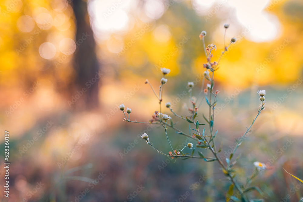 Abstract soft focus sunset field landscape of wild white flowers grass meadow warm golden hour sunset sunrise time. Tranquil spring summer nature closeup and blurred forest background. Idyllic nature