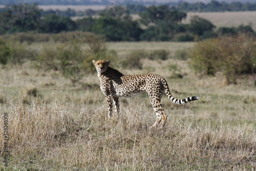 Female cheetah looking aroung for prey in Maasai Mara