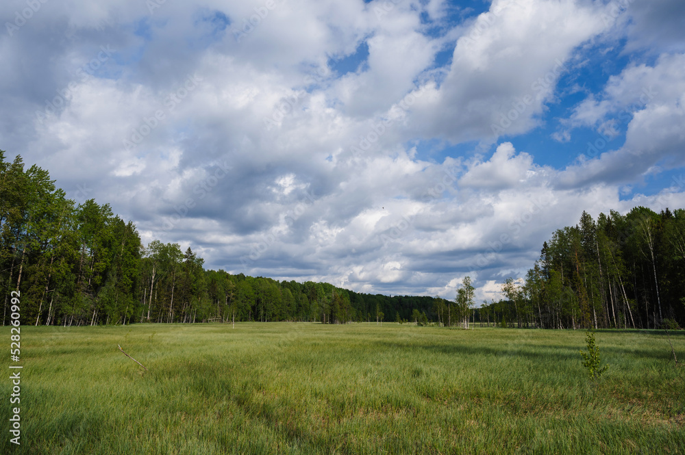 large swamp with grass in field in forest on a cloudy summer day in Russia