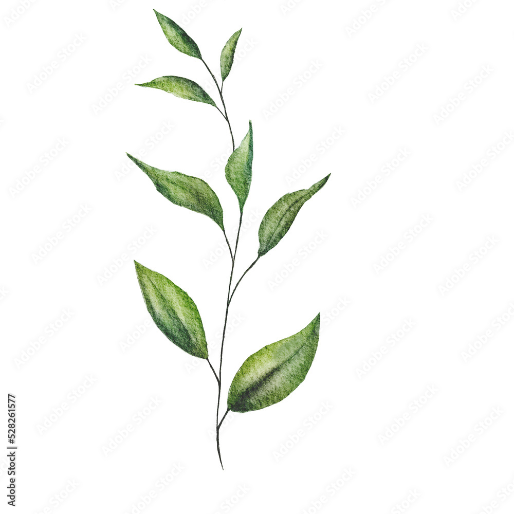 green leaf branch watercolor green leaf branch watercolor