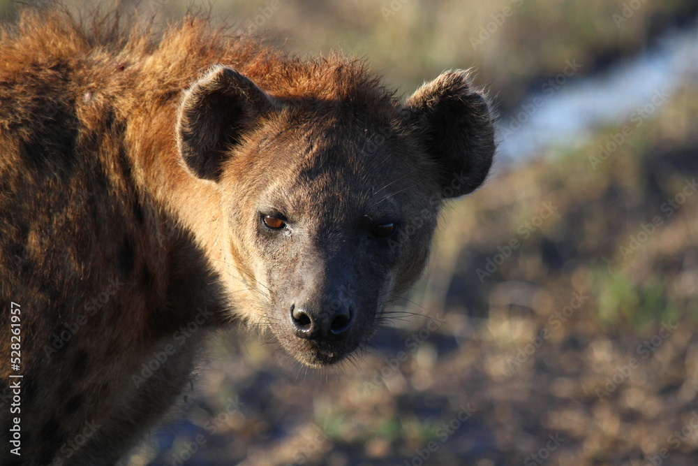Portrait of a spotted hyenna walking down a muddy road