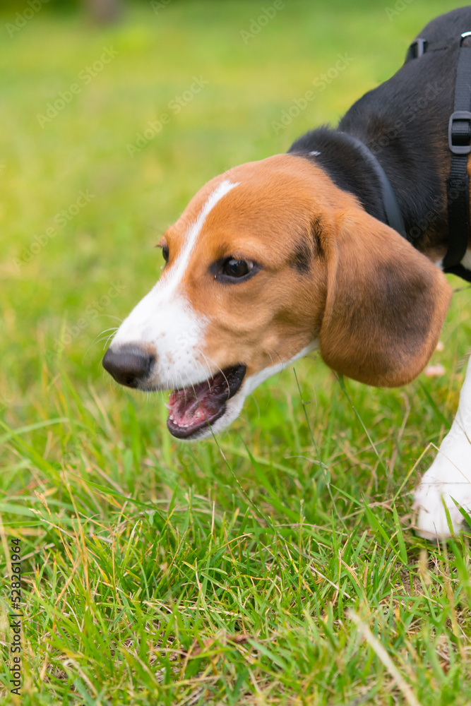beagle dog runs and gets angry on the green lawn