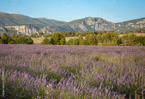 lavender field in Alpes-de-Haute-Provence  France