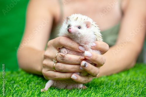 Hedgehog in the hands of a man. Happy animal pet at home. Hedgehog on a green lawn.