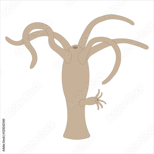 Freshwater Hydra. Vector illustration. Isolated on white.