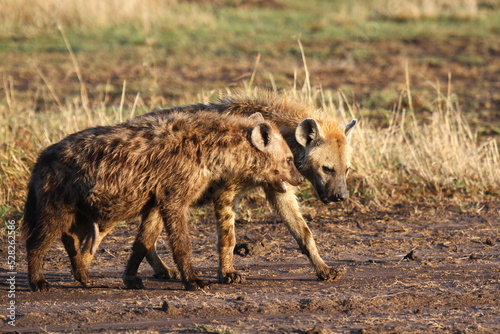 Two young hyennas walking side by side on a mudy road