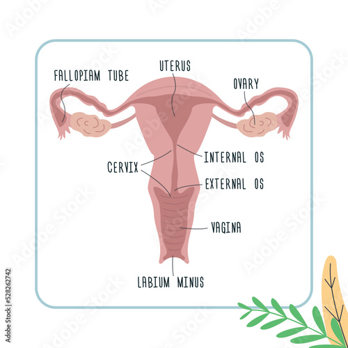 Structure of female genital organs. Anatomy of vagina, uterus, ovaries. Sex education. Reproductive system with labelled parts. Gynecology