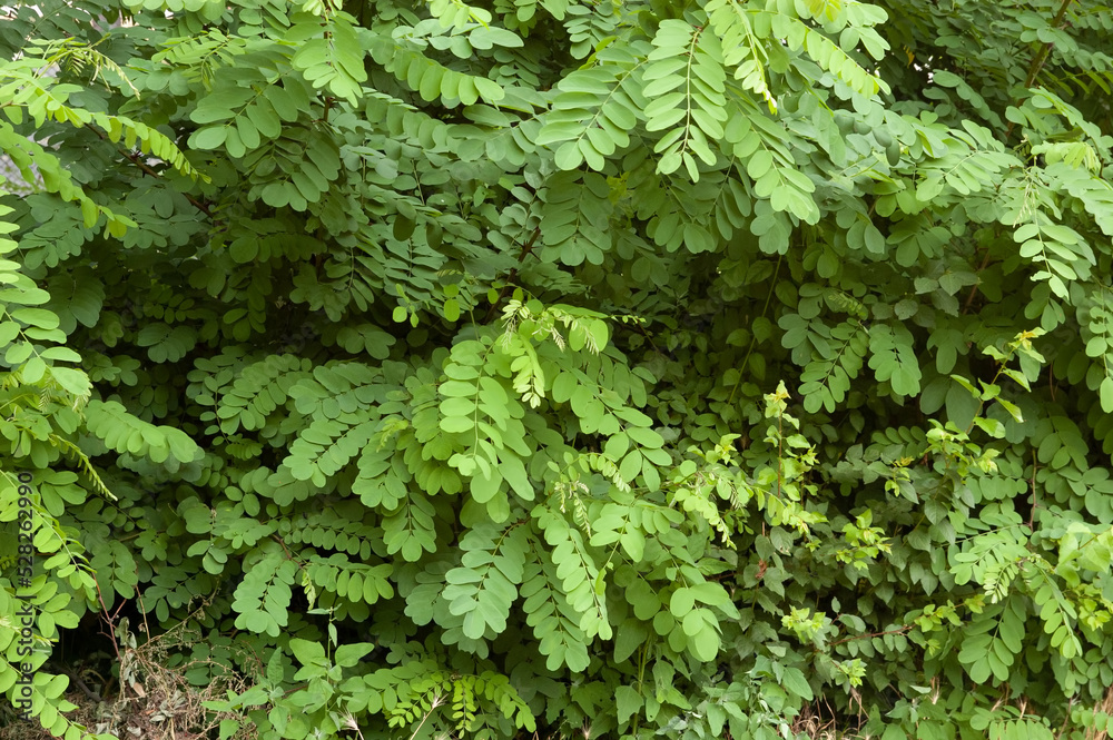 summer background: green, lush acacia bushes