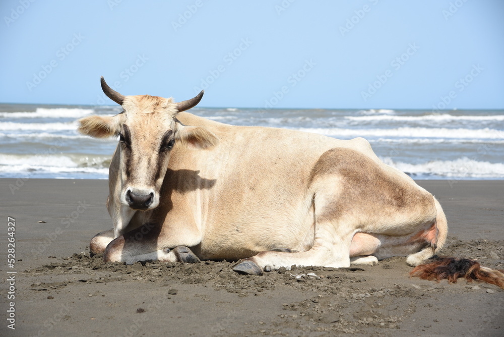 A well-fed cow is resting on the beach by the sea on the sand with pleasure A well-fed cow is resting on the beach by the sea on the sand with pleasure