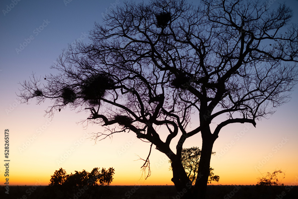 Tree with bird nests sunset in the African savannah