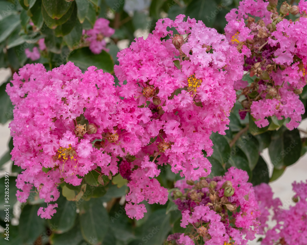 Closeup view of colorful bright pink lagerstroemia indica aka crape or crepe myrtle clusters of flowers on light background Closeup view of colorful bright pink lagerstroemia indica aka crape or crepe myrtle clusters of flowers on light background