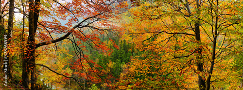 Panorama of a forest valley in autumn