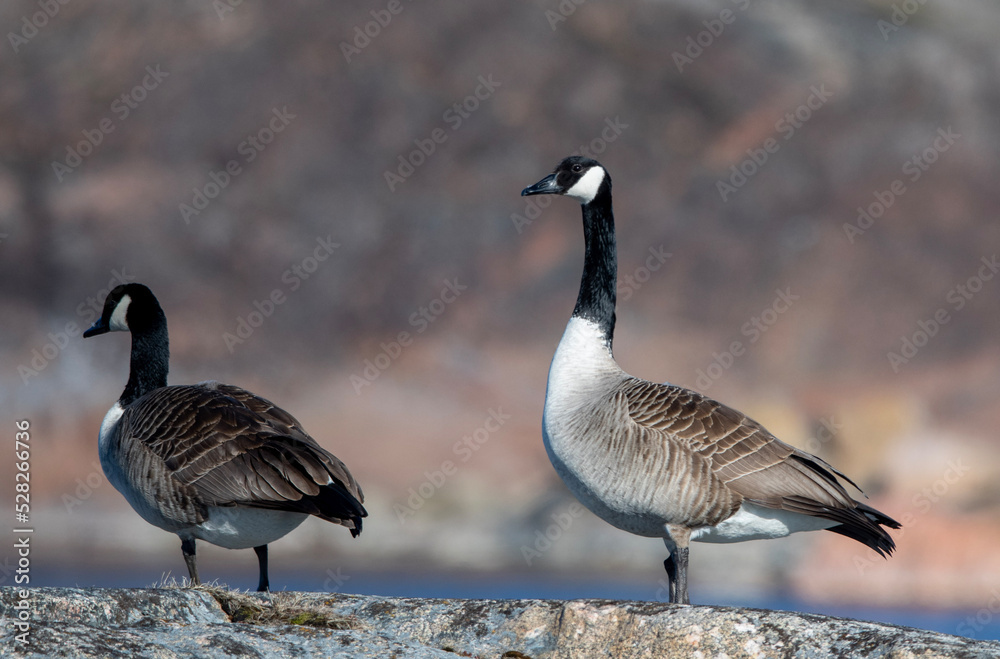 country goose branta canadensis country goose branta canadensis