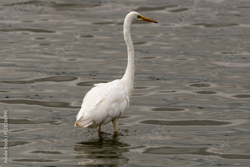 Grande Aigrette . Ardea alba  Great Egret