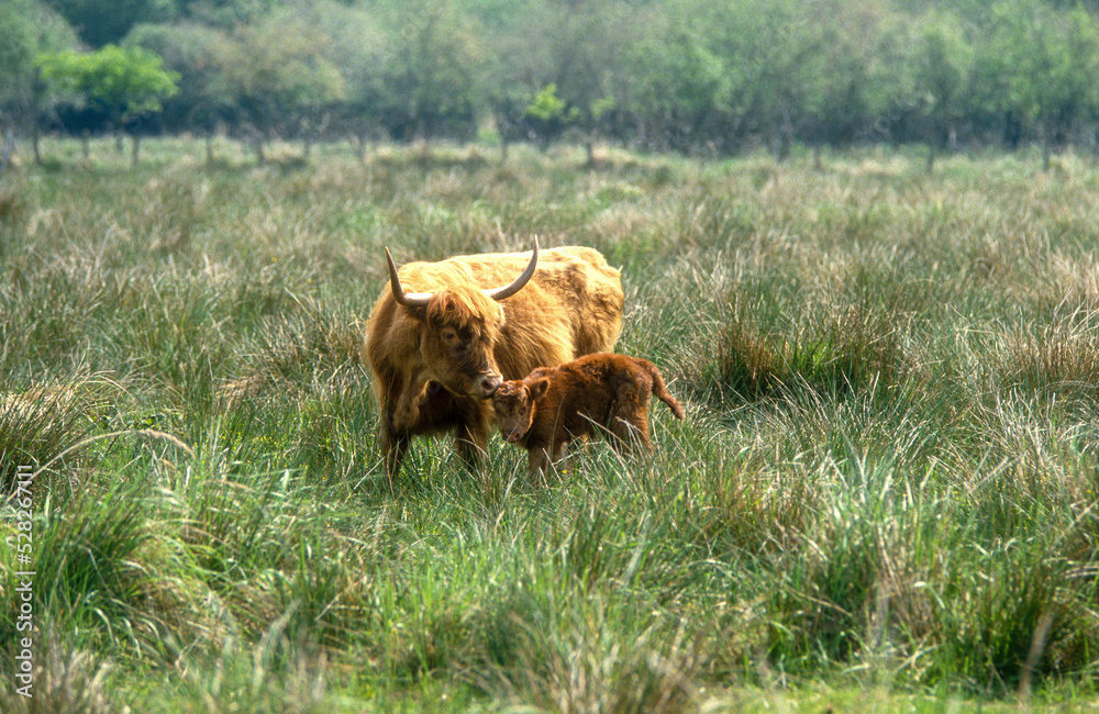 vache Highland, Marais Vernier, Eure, 27, Normandie vache Highland, Marais Vernier, Eure, 27, Normandie