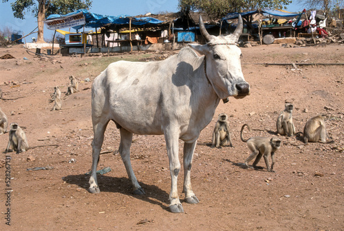 Vache race Tharparkar, Singe l'entelle, Semnopithecus entellus, Inde
