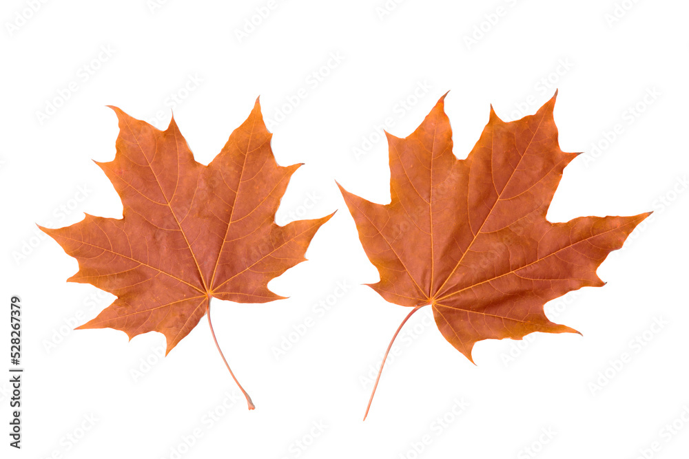 Canadian maple leaf on a white background. Isolate. Autumn background. Canadian maple leaf on a white background. Isolate. Autumn background.