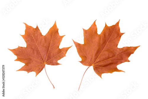 Canadian maple leaf on a white background. Isolate. Autumn background.