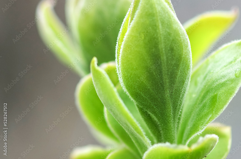 Spring has come, the first greenery. Nature wakes up. The first leaves are blooming on the branches. Warm days. Spring has come, the first greenery. Nature wakes up. The first leaves are blooming on the branches. Warm days.