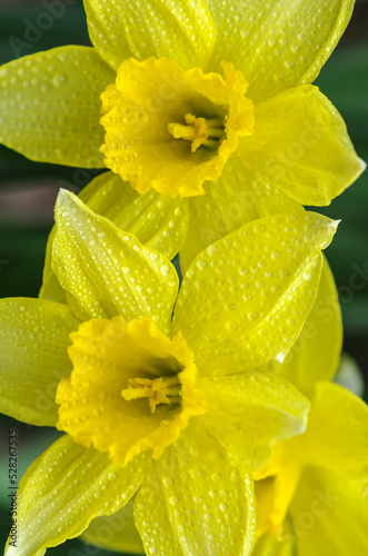 Fototapeta Naklejka Na Ścianę i Meble -  Close-up of yellow blooming flowers in spring (daffodil) on a grass meadow. Blooming spring flowers of daffodil. Selective focus.
