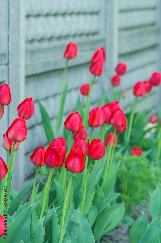 Bright red tulips with fresh green leaves on the background of a concrete fence. Dutch tulips bloom in spring. Floral background.