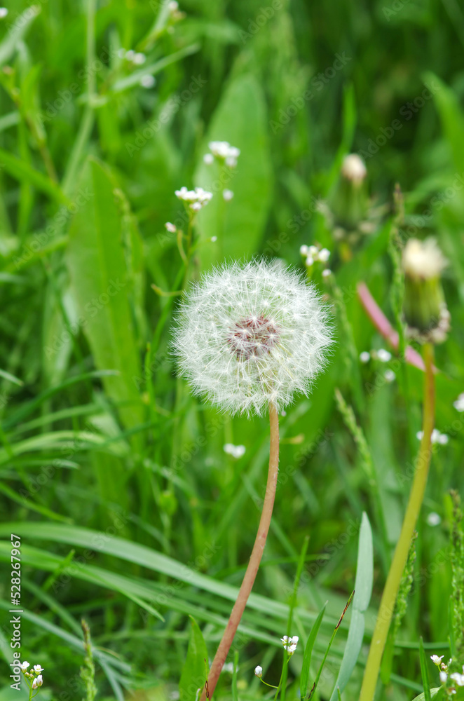 White dandelion against green grass background. Natural spring background. Beautiful dandelion flower with seeds in the field. 