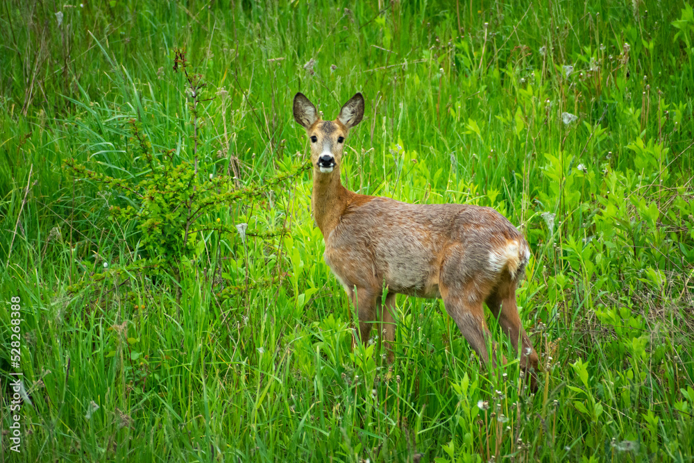A single roe deer standing in the green grass A single roe deer standing in the green grass