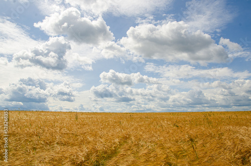 Beautiful landscape with a field of ripe rye and a sky with clouds. Countryside. Harvesting.
