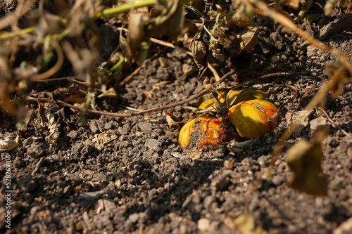 An old rotten red-orange tomato lies on the ground.