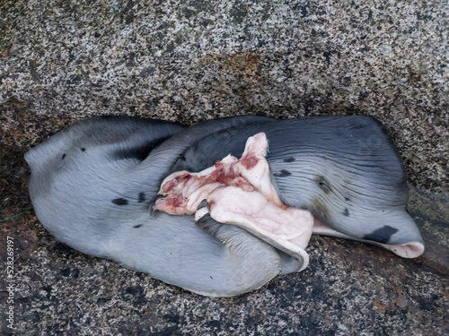 A seal skin on the docks of the fishing harbor of Narsaq, Southern Greenland. Seal hunting remains a key component of the greenlandic cuisine and inuit culture. photo