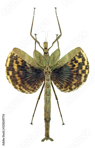 Canvas Print Phasma gigas (female)
Walking, Flying Stick Insect in White Background