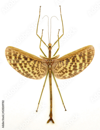 Phasma gigas (male)
Walking, Flying Stick Insect in White Background photo