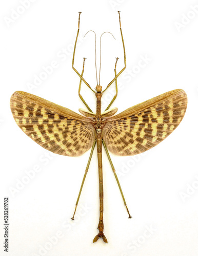 Φωτογραφία Phasma gigas (male)
Walking, Flying Stick Insect in White Background