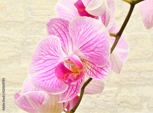 Phalaenopsis flower (Latin. Phalaenopsis) or Orchid (Latin. Orchidaceae) of white-purple color photo