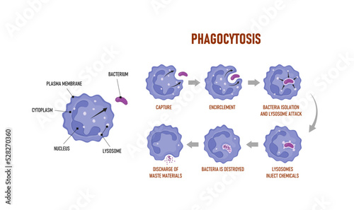 Phagocytosis. Neutrophil that uses its plasma membrane to engulf a bacterium. Educational immune system mechanism. photo