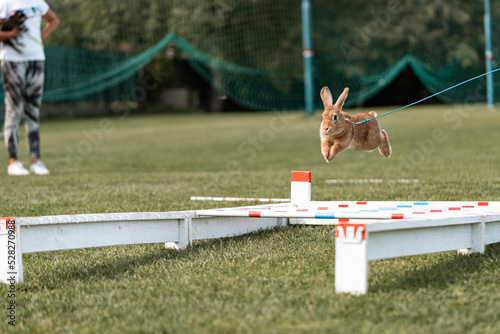 adorable rabbit bunny jumping over the obstacles during bunny race, green background, pet photography, bunny hop, kaninhop, Symbol of new year 2023, copy space, Easter concept