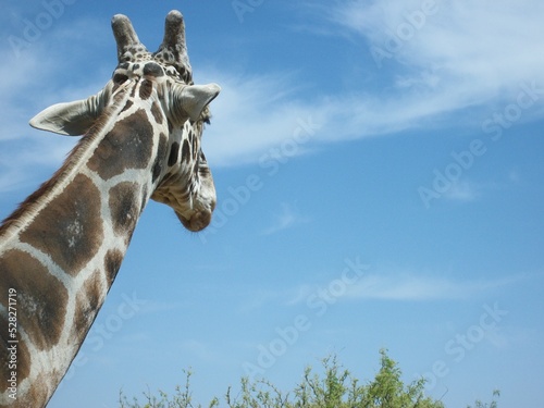 Fototapeta Naklejka Na Ścianę i Meble -  giraffe head in the sky