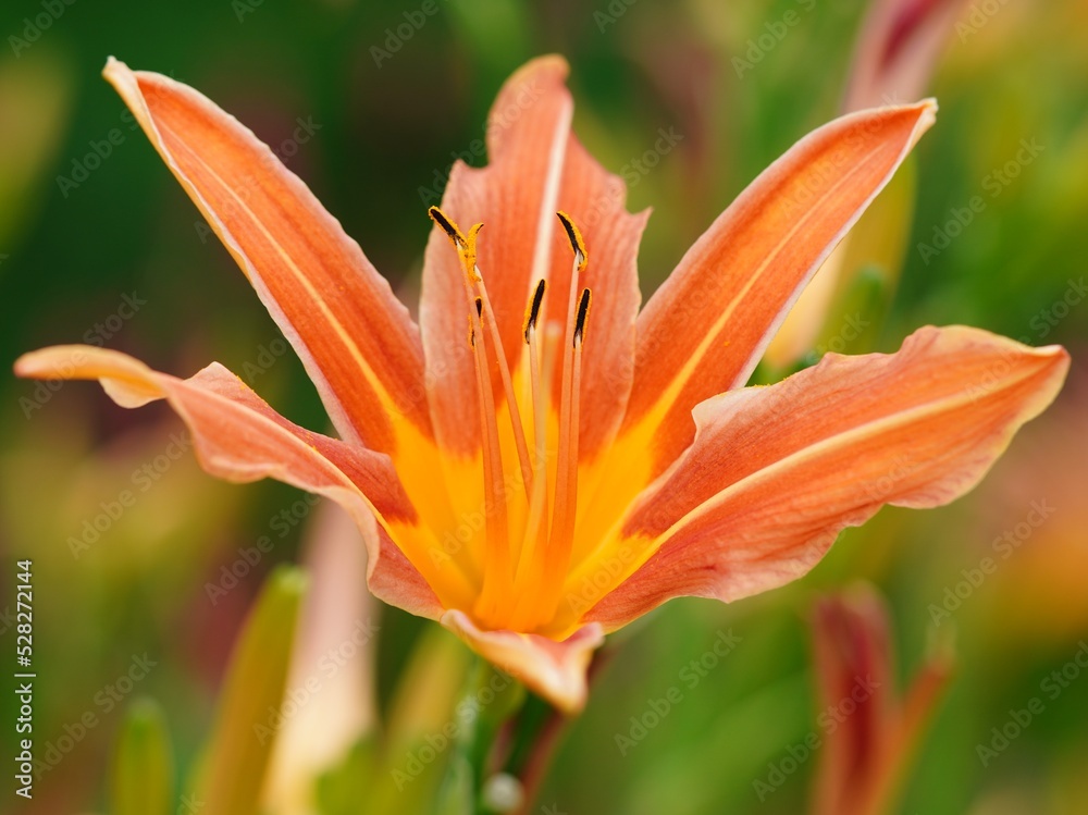 Orange lily in summer