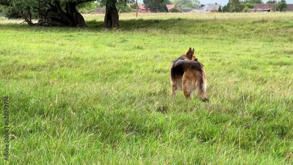 a black and tan german shepherd alsation bitch (Canis lupus familiaris) playing with a large fallen tree branch a black and tan german shepherd alsation bitch (Canis lupus familiaris) playing with a large fallen tree branch