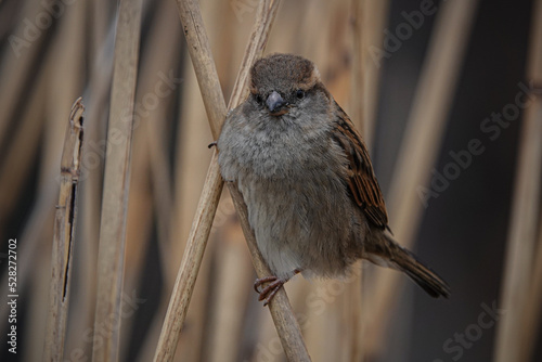 Berliner Spatz im Schilf