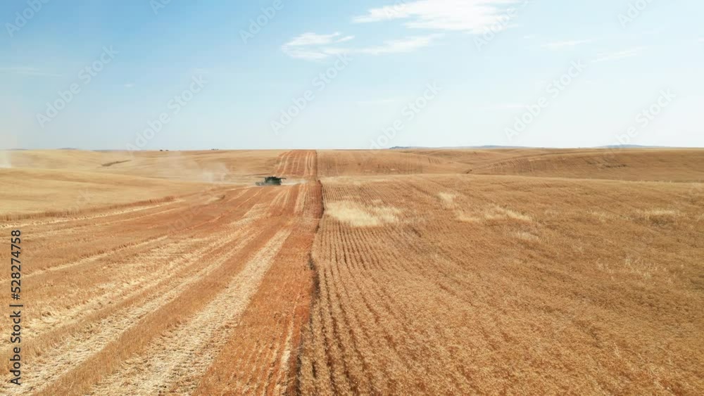 Aerial-Flying low over rolling field of golden grain toward combine cutting and harvesting the ripe grain under a hazy blue sky