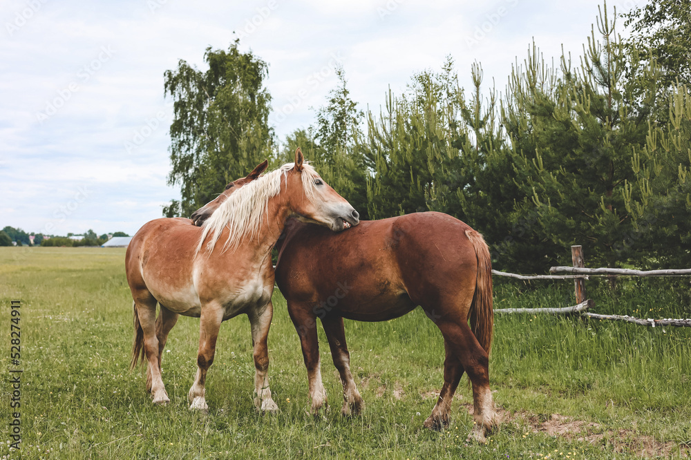 A heavy draft horse, horses with foals grazing in a meadow. A beautiful animal in the field in summer. A herd of horses in nature.