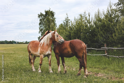 A heavy draft horse, horses with foals grazing in a meadow. A beautiful animal in the field in summer. A herd of horses in nature.
