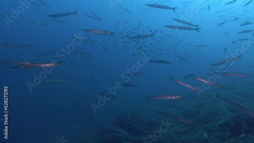 Umderwater scene - Big school of barracuda fish - Scuba diving in Majorca  photo