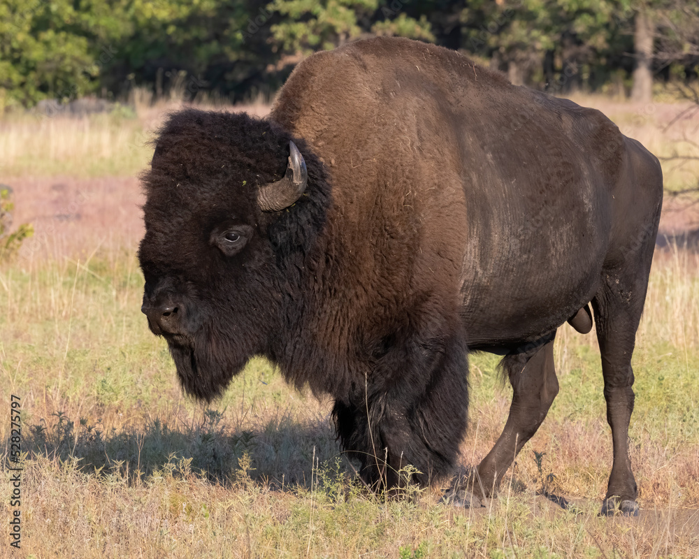 Bull Bison during summer in Oklahoma