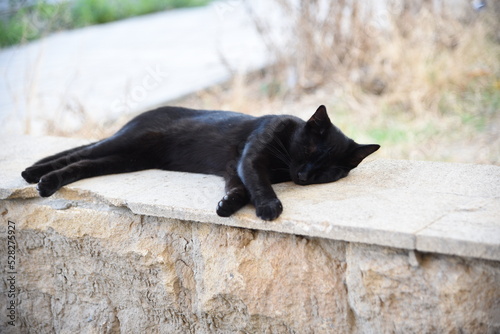 A resinous black cat rests on a stone fence outside © Шамиль Алиев