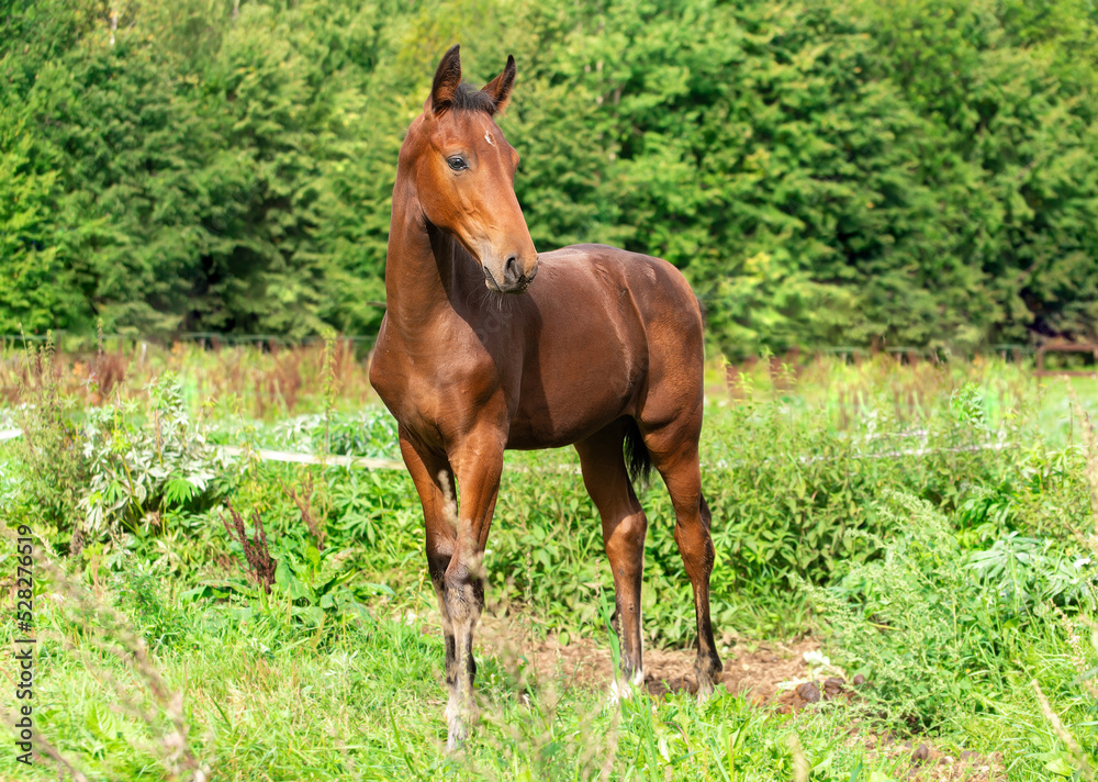 A brown foal with a white spot on its forehead grazes in a green meadow A brown foal with a white spot on its forehead grazes in a green meadow