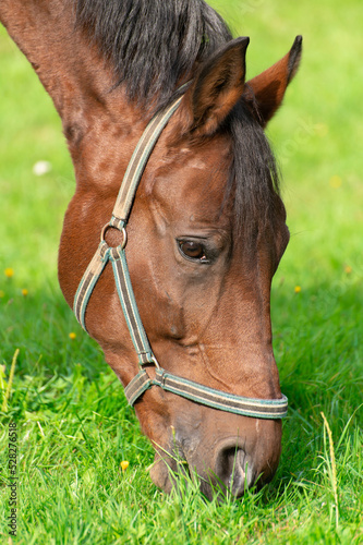 The head of a brown horse grazing on a green meadow