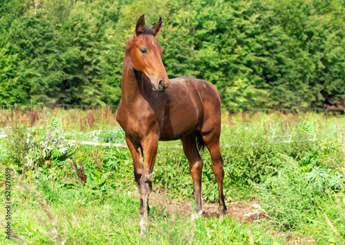A brown foal with a white spot on its forehead grazes in a green meadow
