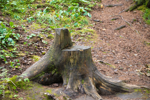 A thick stump sawn off in the form of an armchair